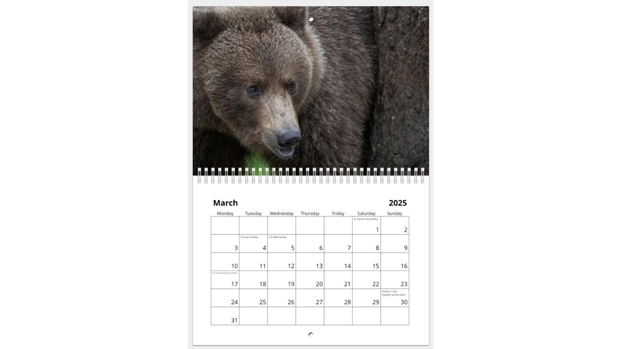 Bears 2025 Calendar inside Grizzly Bears 2025 Calendar Printable